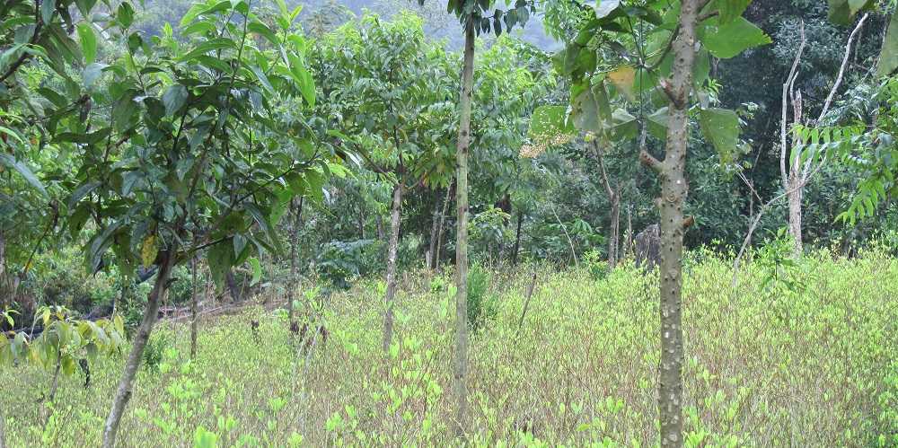 Enlarged view: coca plantation being converted into an agroforestry system