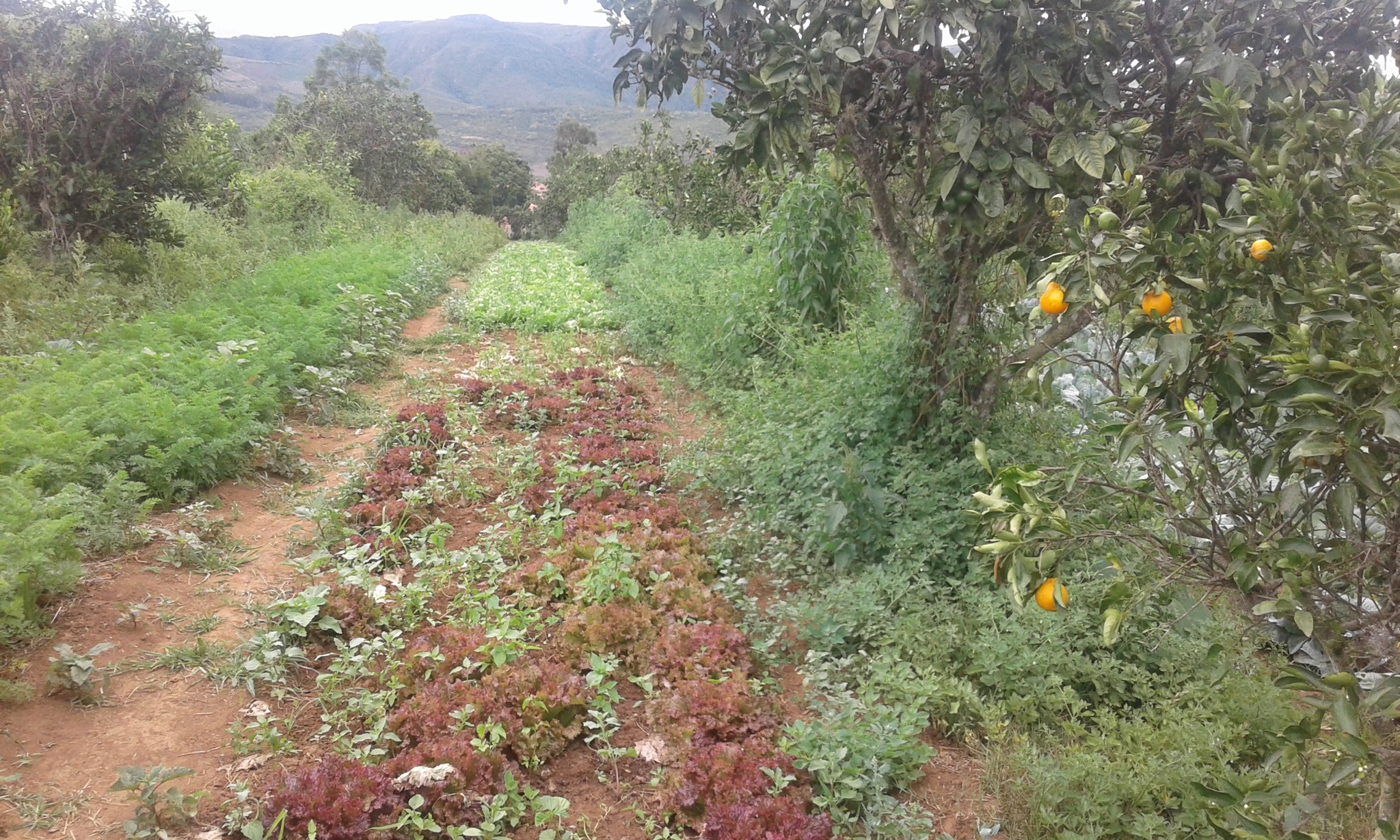 agroecological transitions